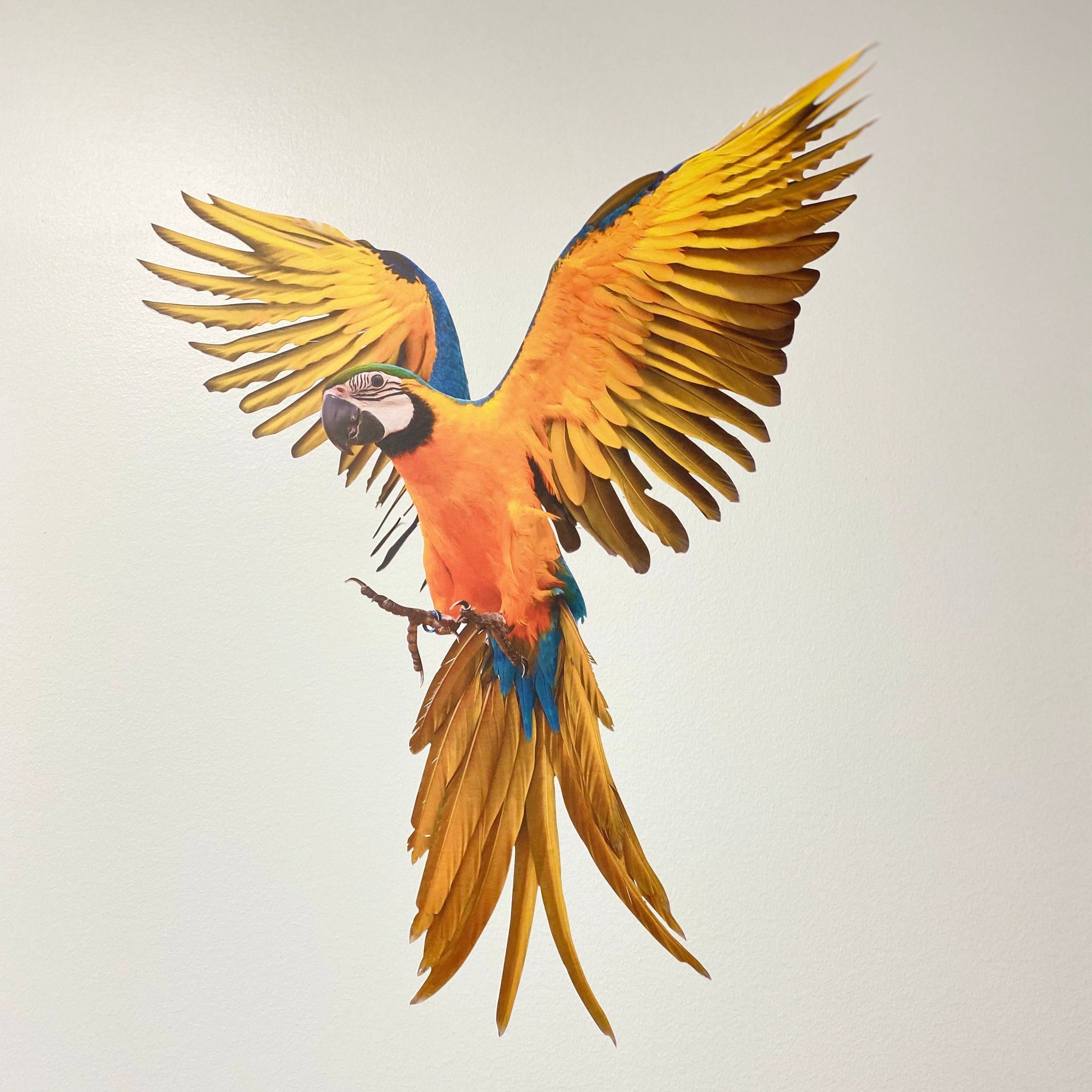 A colorful bird decal on a white wall